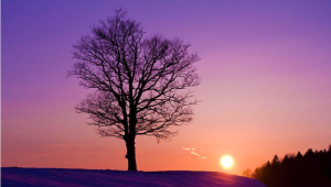 致橡树-天煜博客